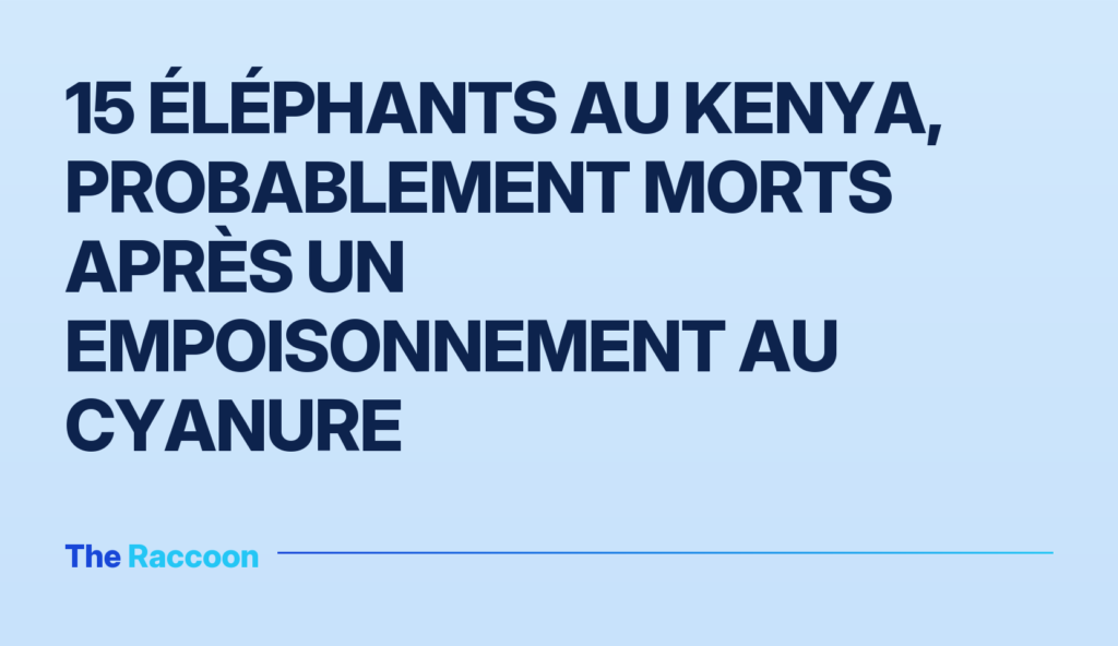 15 éléphants au Kenya, probablement morts après un empoisonnement au cyanure