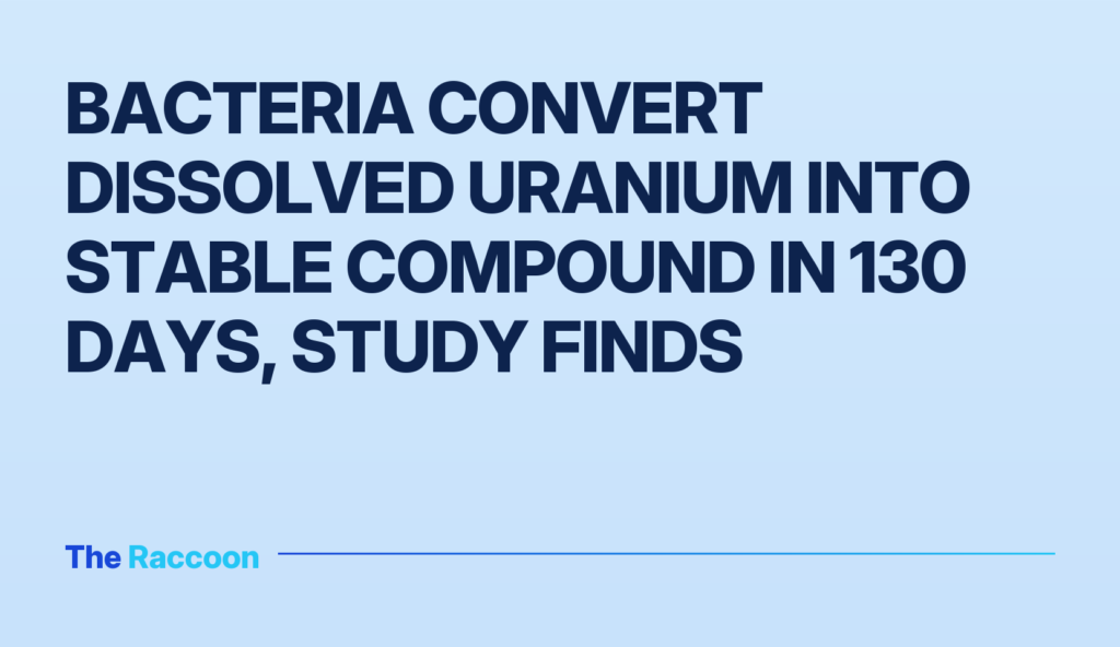 Bacteria convert dissolved uranium into stable compound in 130 days, study finds