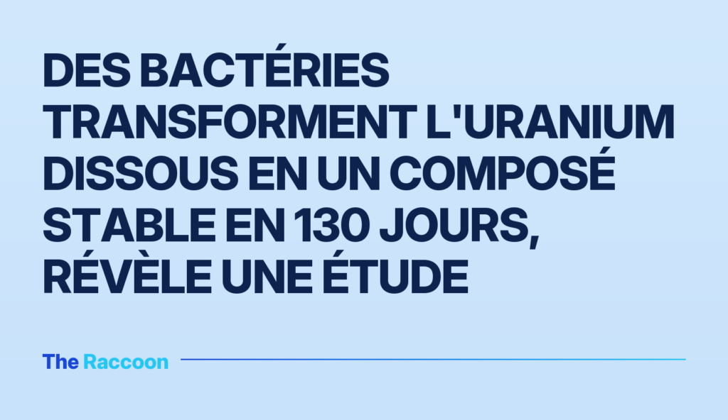 Des bactéries transforment l'uranium dissous en un composé stable en 130 jours, révèle une étude