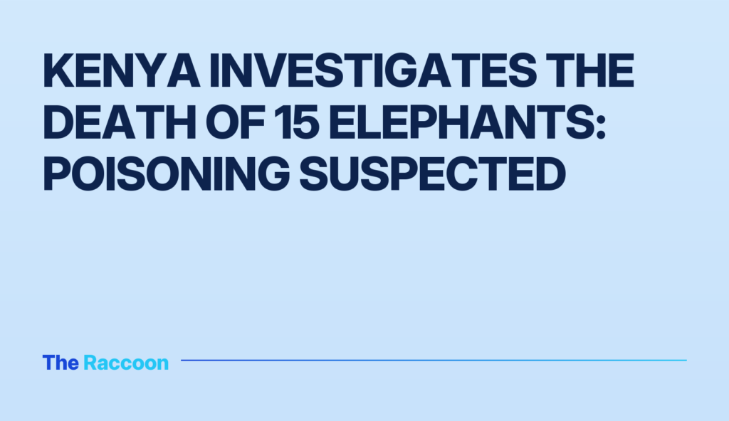 Kenya investigates the death of 15 elephants: poisoning suspected