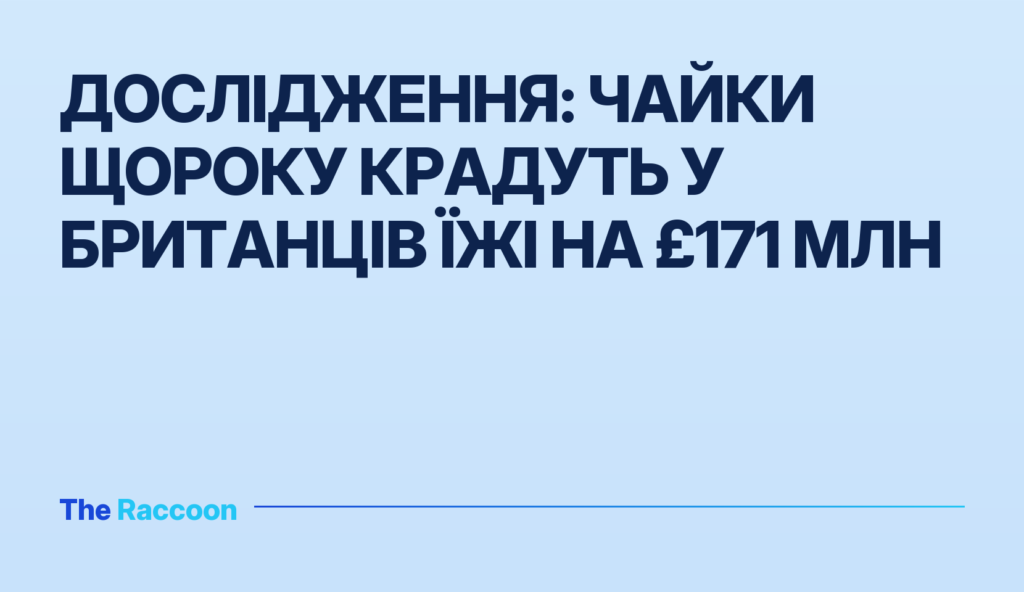 Дослідження: чайки щороку крадуть у британців їжі на £171 млн
