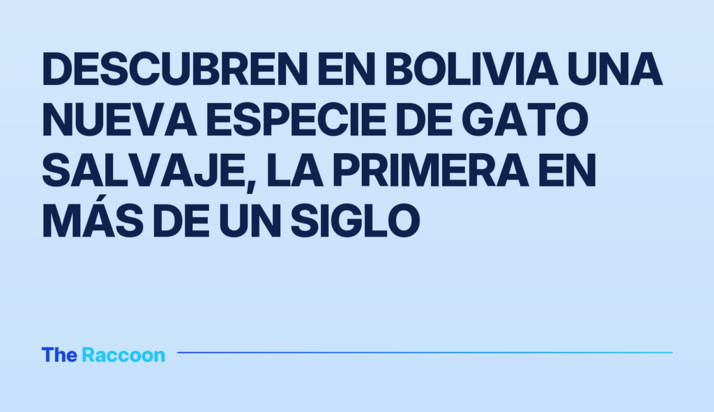 Descubren en Bolivia una nueva especie de gato salvaje, la primera en más de un siglo