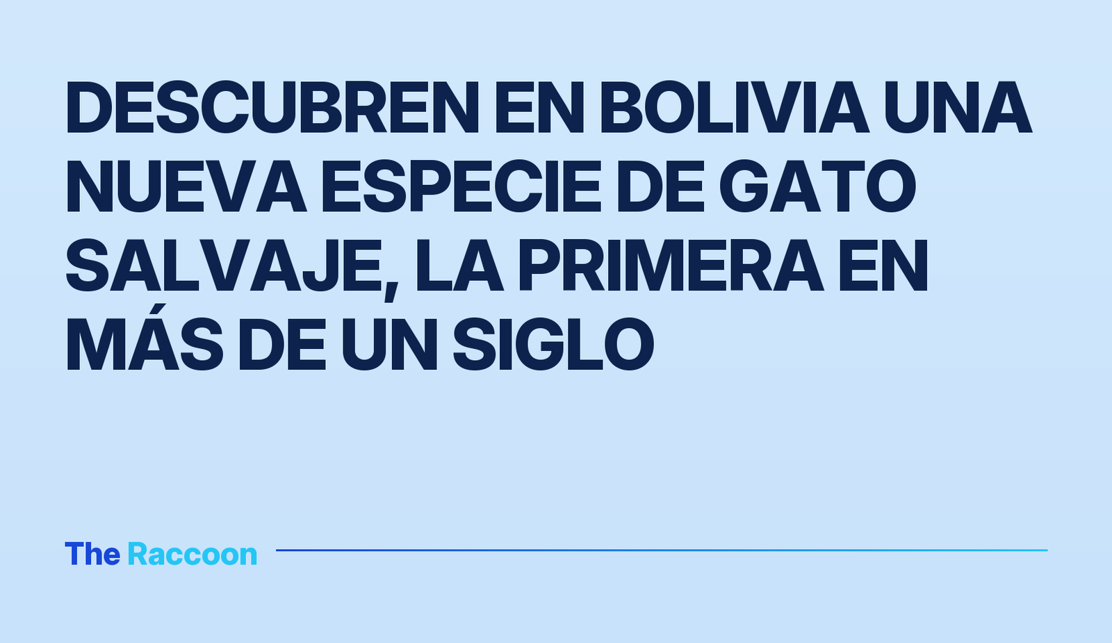 Descubren en Bolivia una nueva especie de gato salvaje, la primera en más de un siglo