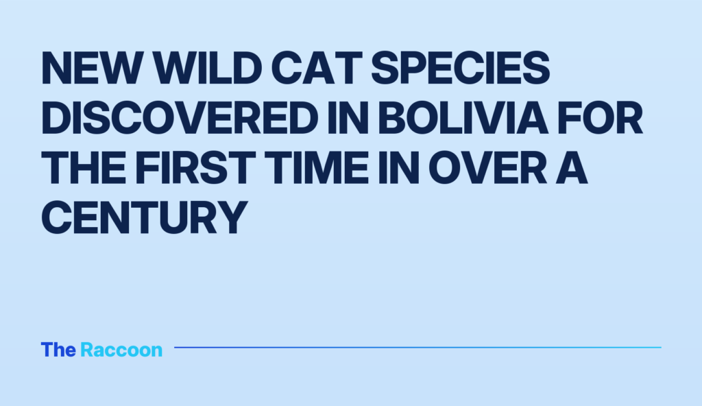 New wild cat species discovered in Bolivia for the first time in over a century