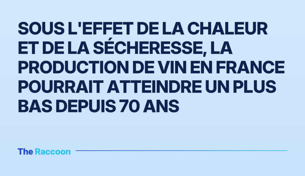 Sous l'effet de la chaleur et de la sécheresse, la production de vin en France pourrait atteindre un plus bas depuis 70 ans