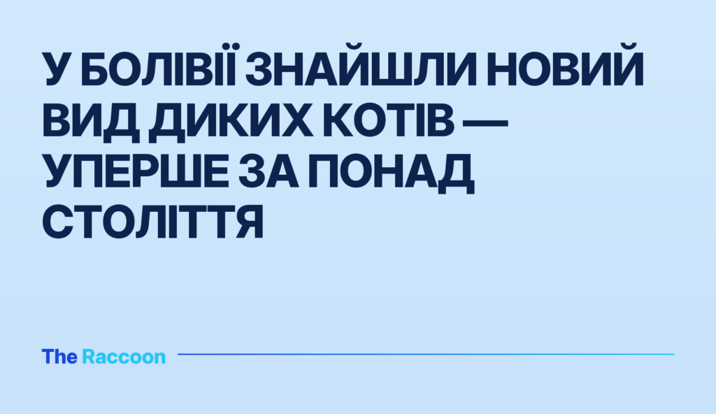 У Болівії знайшли новий вид диких котів — уперше за понад століття